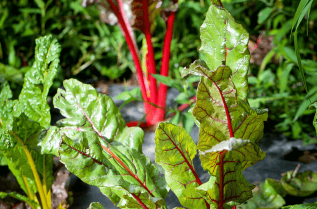 Fresh, organic chard shoots growing out of soil. 